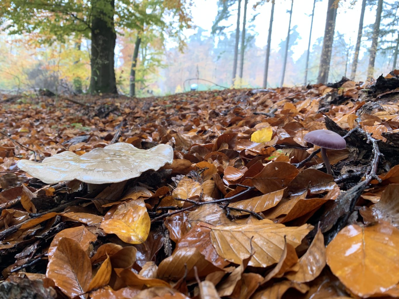 Unser Regenwald