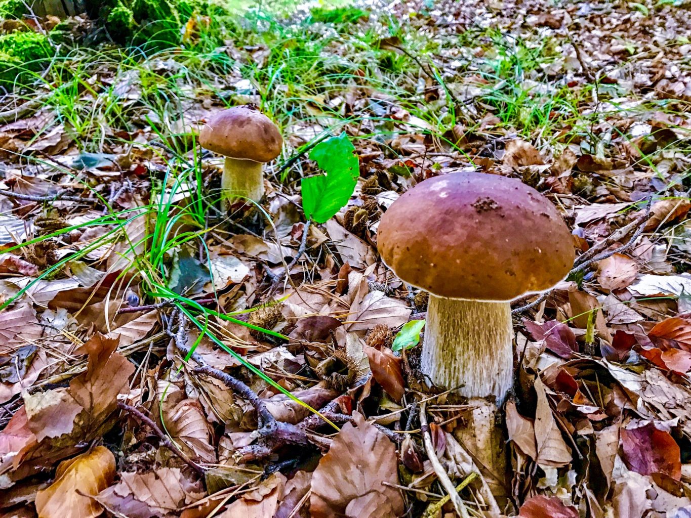 Steinpilze in unserem Wald
