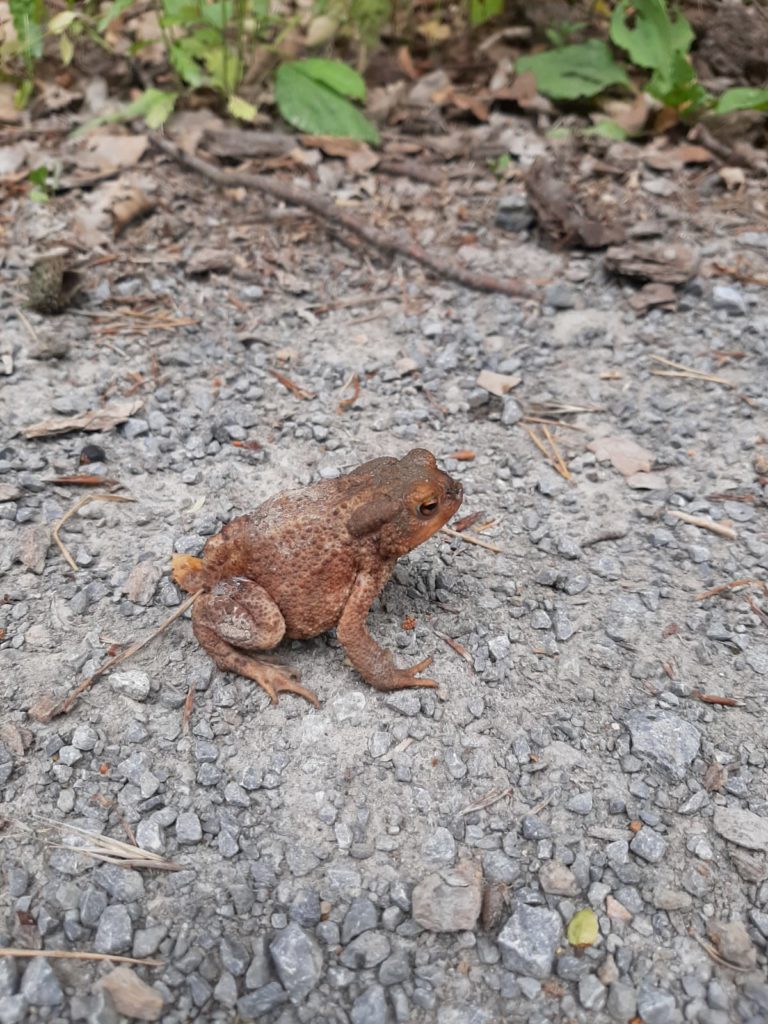 Waldfrosch