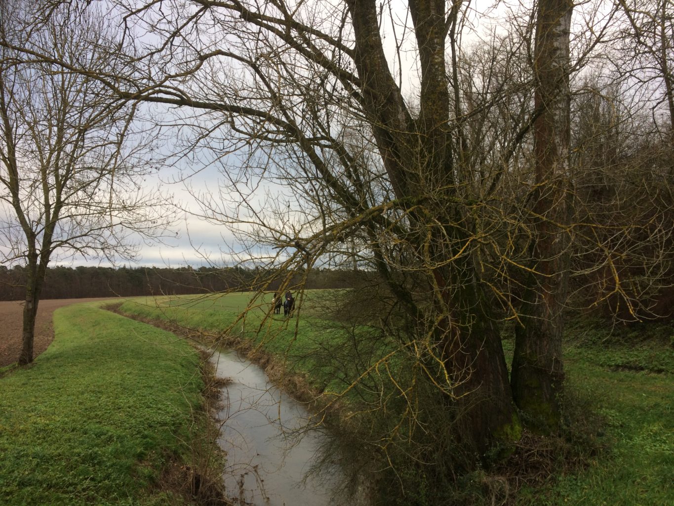 Kriegbach mit Blick auf den Lusshardtwald