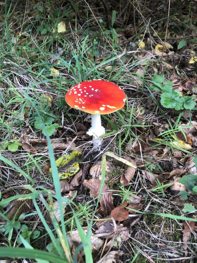 Fliegenpilz